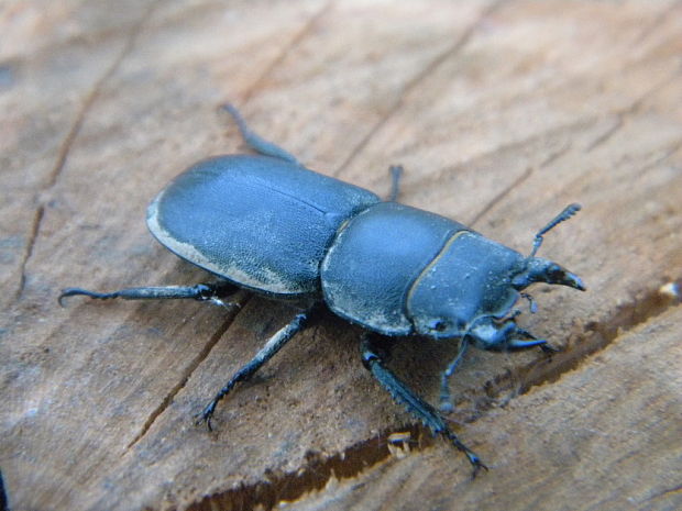 roháčik obyčajný Dorcus parallelopipedos