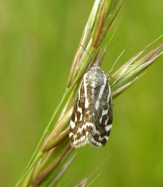 morička pupencová.  Emmelia trabealis