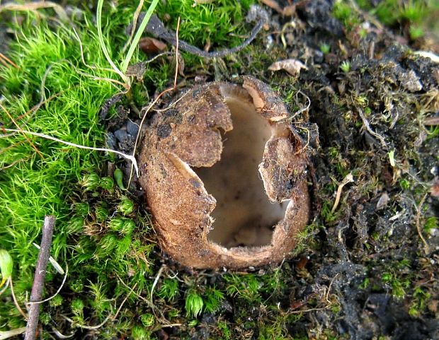 hrobnička Geopora sp.