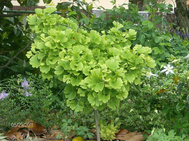 ginkgo dvojlaločné Ginkgo biloba L.