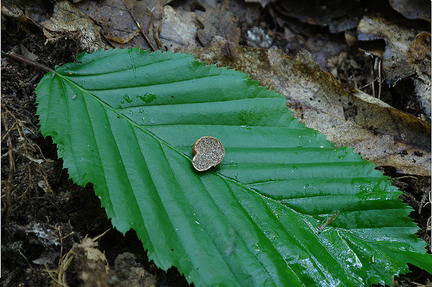 hľuza Hymenogaster sp.