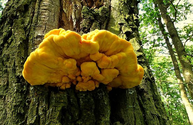 sírovec obyčajný Laetiporus sulphureus (Bull.) Murrill