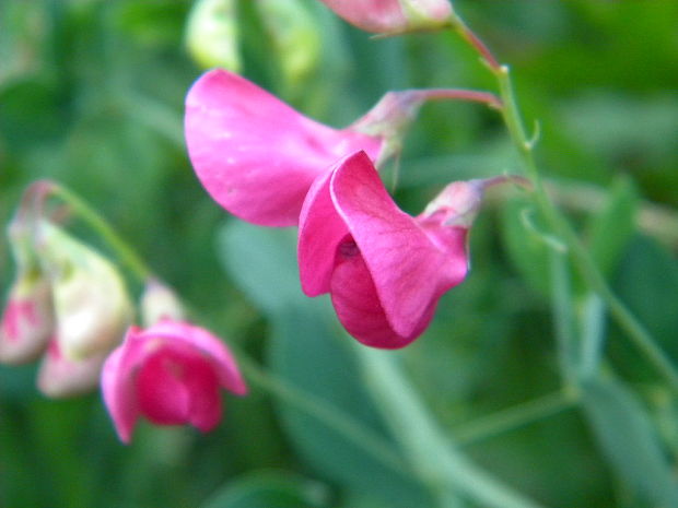 hrachor hľuznatý Lathyrus tuberosus L.