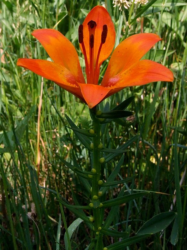 ľalia cibuľkonosná Lilium bulbiferum L.