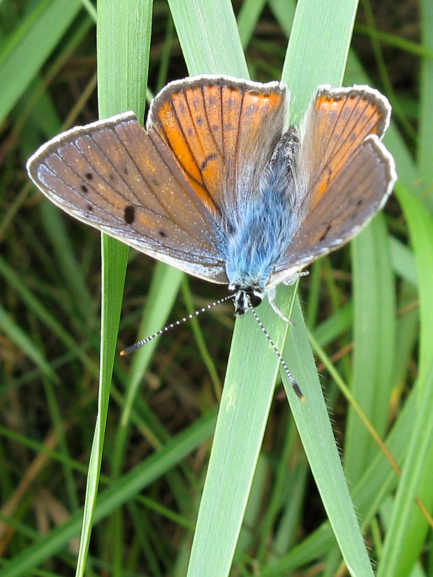 ohniváčik modrolesklý Lycaena alciphron