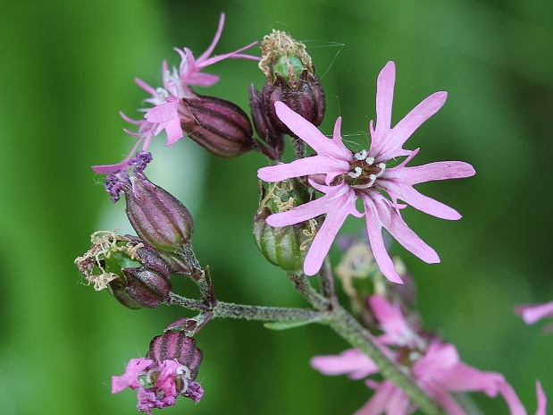 kukučka lúčna Lychnis flos-cuculi L.