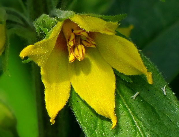 čerkáč bodkovaný Lysimachia punctata L.