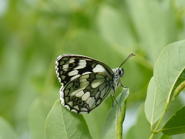 očkáň timotejkový Melanargia galathea