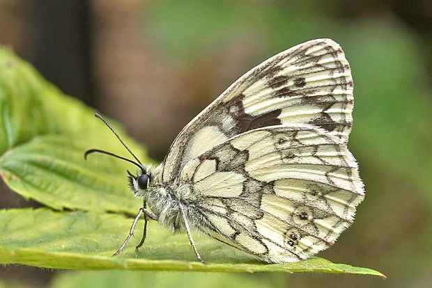 očkáň timotejkový  Melanargia galathea