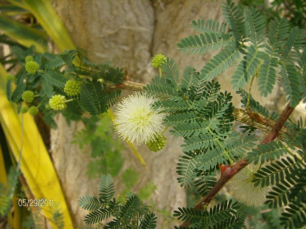 mimóza Mimosa pudica