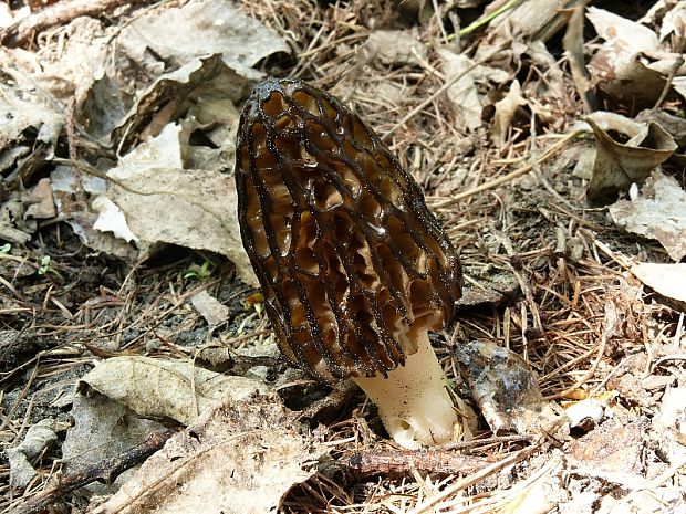 smrž úzkohlavý - Smrček černastorebrový Morchella angusticeps  Peck