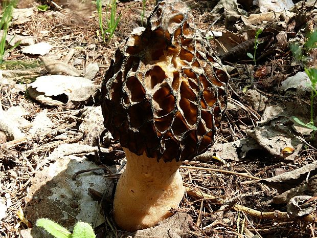 smrž úzkohlavý - Smrček černastorebrový Morchella angusticeps  Peck