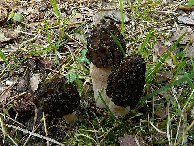 smrž úzkohlavý - Smrček černastorebrový Morchella angusticeps  Peck