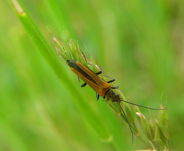 samička Oedemera femorata