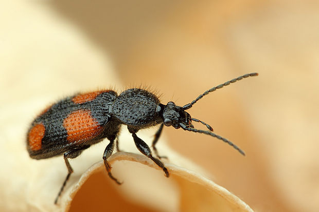 Panagaeus bipustulatus