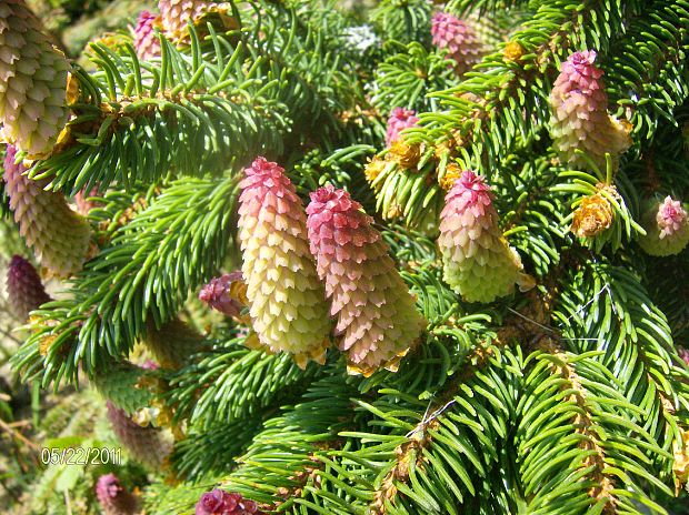 smrek obyčajný Picea abies (L.) H. Karst.