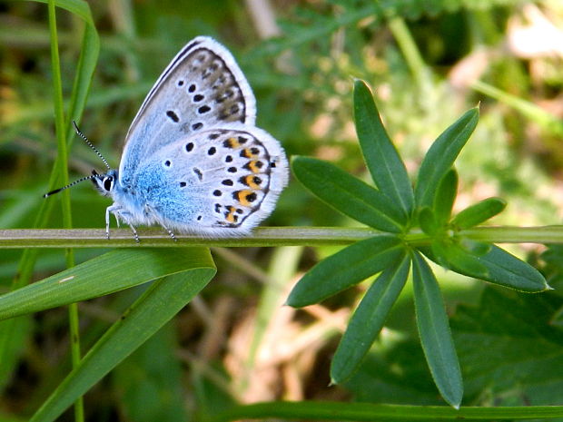 modráčik čiernoobrúbený  Plebejus argus  Linnaeus, 1758