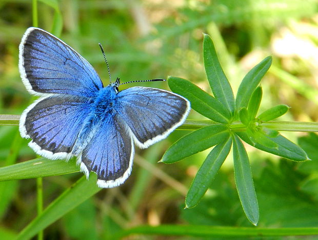 modráčik čiernoobrúbený  Plebejus argus  Linnaeus, 1758