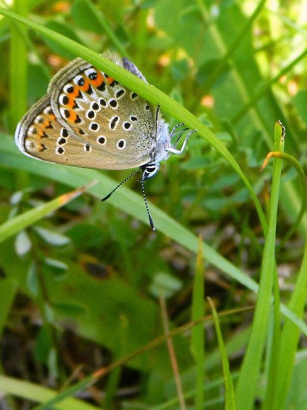 modráčik čiernoobrúbený  Plebejus argus Linnaeus, 1758