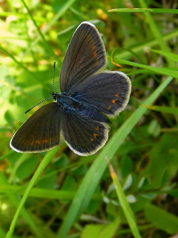 modráčik čiernoobrúbený  Plebejus argus