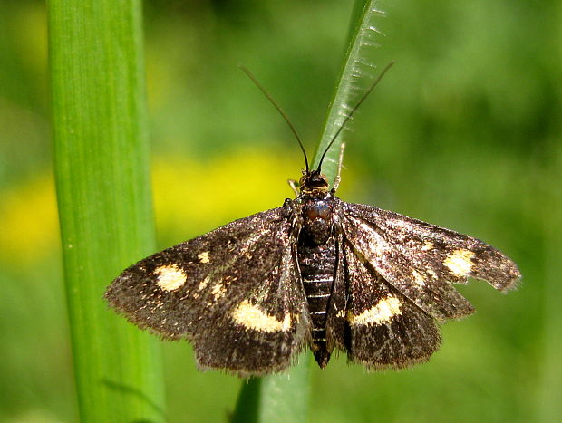 vijačka zlatoškvrnná  Pyrausta aurata