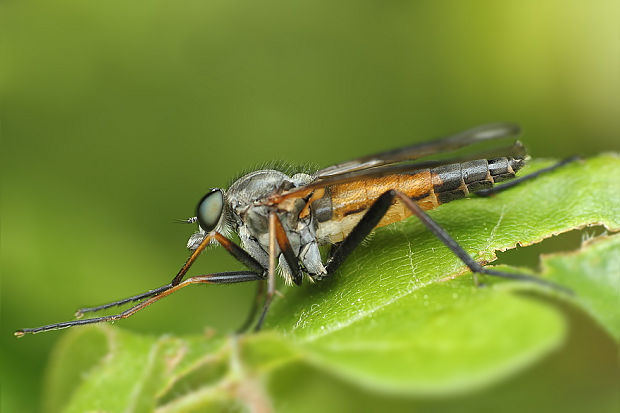 rhagionidae Rhagio sp.