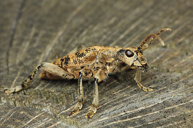 fuzač žltoškvrnitý Rhagium sycophanta