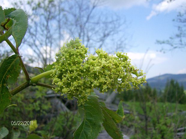 baza červená Sambucus racemosa L.