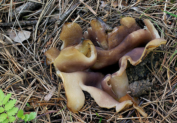 tulipánovka fialová Sarcosphaera coronaria (Jacq.) J. Schröt.