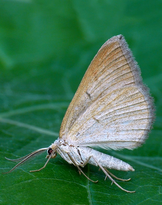 piadivka podobná Scotopteryx mucronata Scopoli, 1763