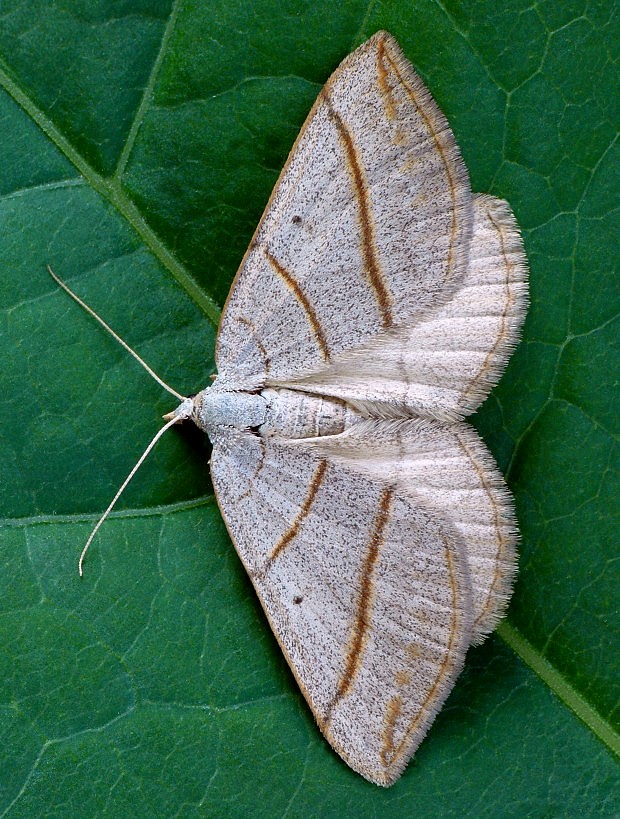 piadivka podobná Scotopteryx mucronata Scopoli, 1763