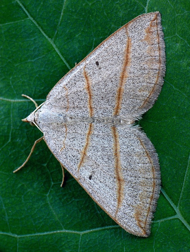 piadivka podobná Scotopteryx mucronata Scopoli, 1763