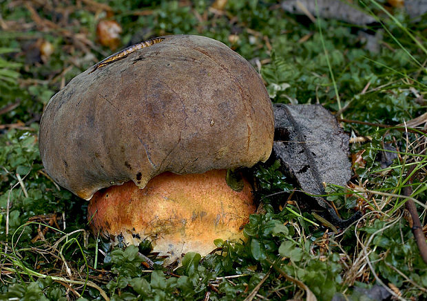 hríb zrnitohlúbikový Sutorius luridiformis (Rostk.) G. Wu & Zhu L. Yang