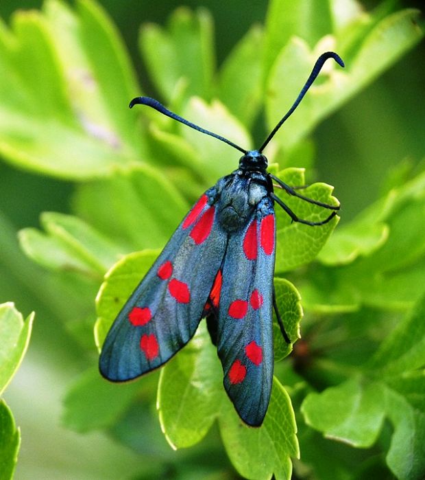 vretienka obyčajná Zygaena filipendula