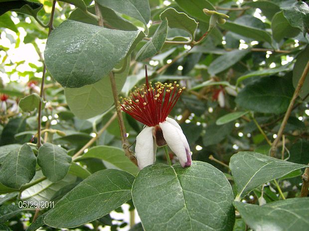 feijoa sellowiana