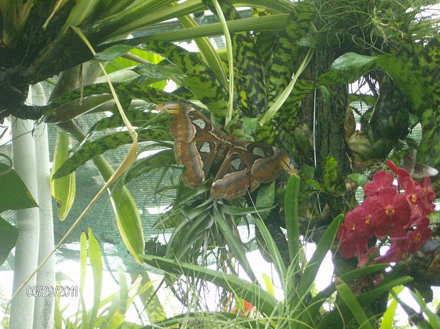 attacus atlas