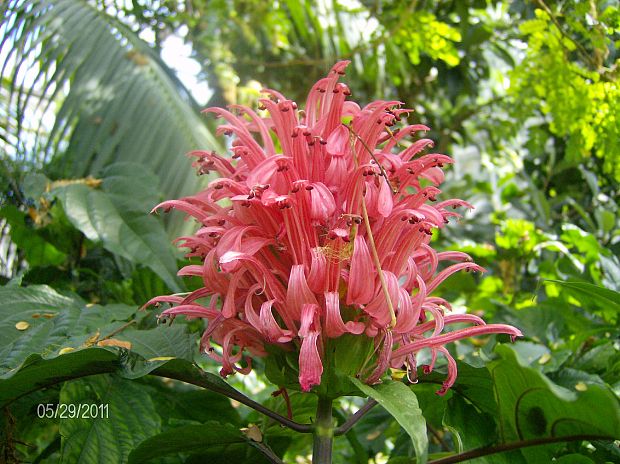 jacobinia carnea