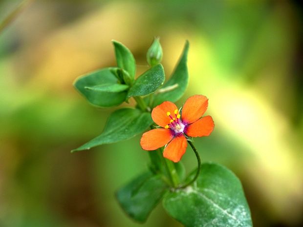 drchnička roľná Anagallis arvensis L.