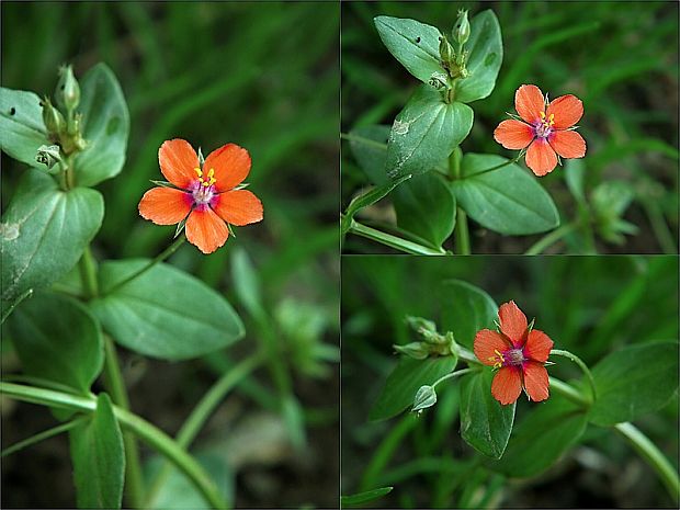 drchnička roľná Anagallis arvensis L.