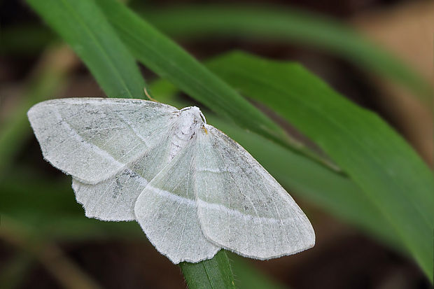 listnatka hrabová Campaea margaritaria