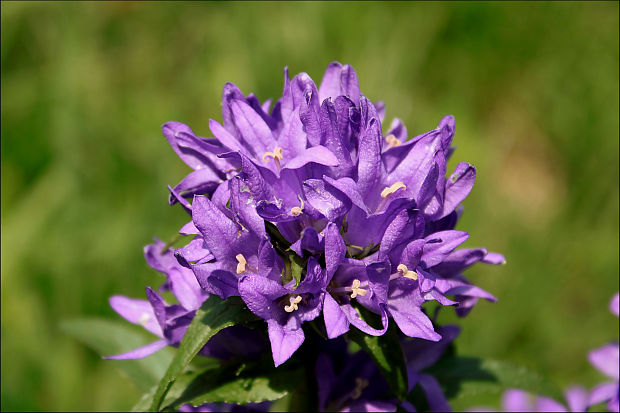 zvonček klbkatý pravý Campanula glomerata subsp. glomerata L.