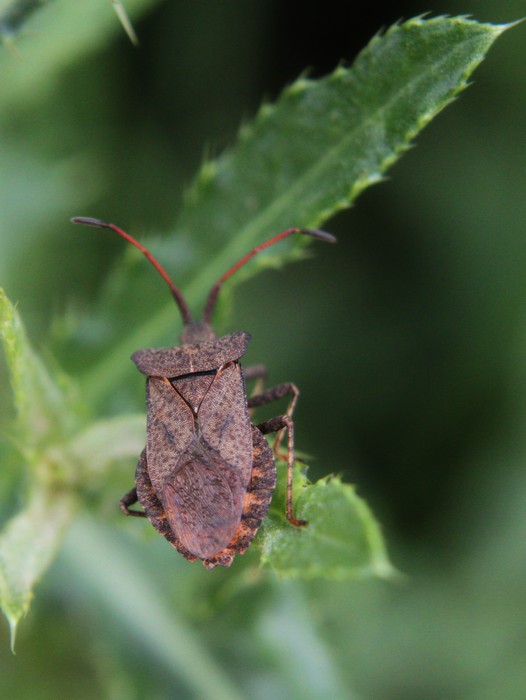 obrubnica štiavová Coreus marginatus