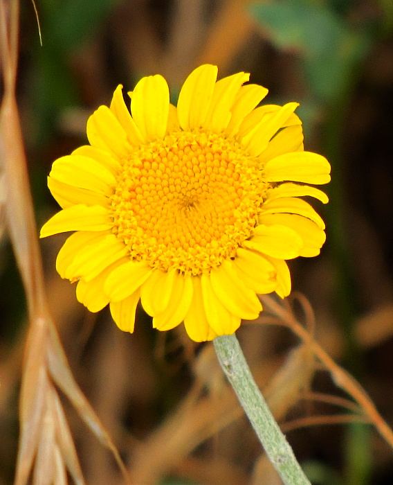 rumanovec farbiarsky Cota tinctoria (L.) Gay