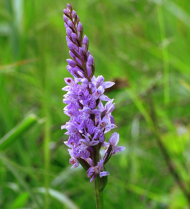 vstavačovec fuchsov pravý-prstnatec fuchsův pravý Dactylorhiza fuchsii subsp. fuchsii (Druce) Soó