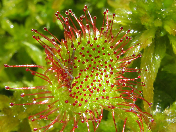 rosička okrúhlolistá/rosnatka okrouhlolistá Drosera rotundifolia L.