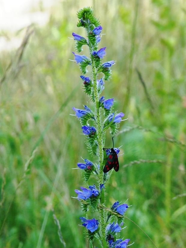 hadinec obyčajný Echium vulgare L.