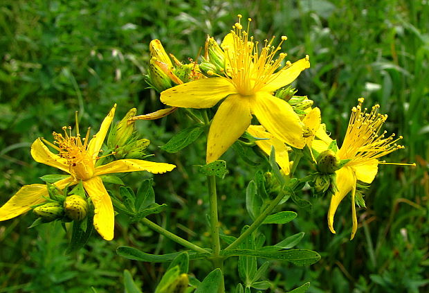 ľubovník bodkovaný Hypericum perforatum L.