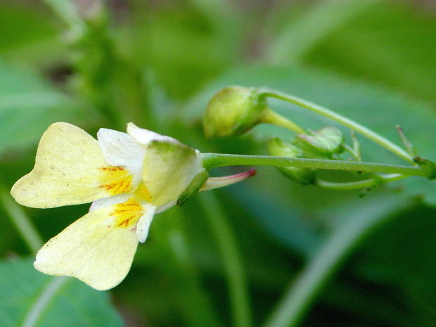 netýkavka malokvetá Impatiens parviflora DC.