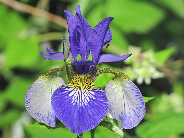 kosatec sibírsky-kosatec sibiřský Iris sibirica L.