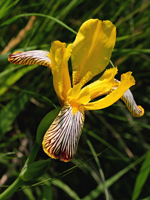 kosatec dvojfarebný Iris variegata L.